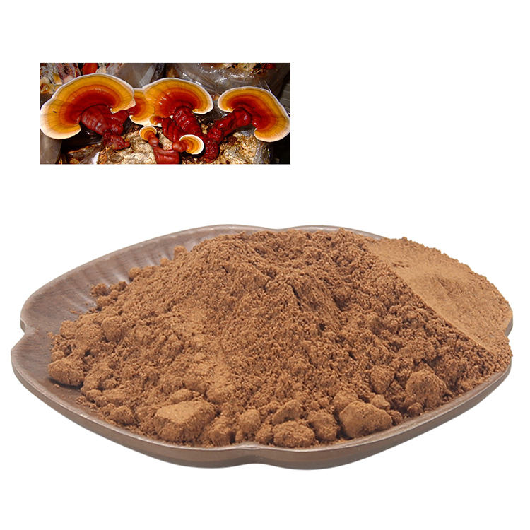 Can Reishi Mushroom Improve Sleep Quality Naturally?